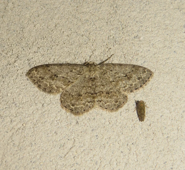 Ectropis crepuscularia - avararaszoló