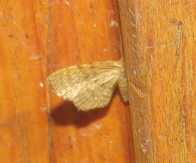 Euchoeca nebulata - barnás égeraraszoló