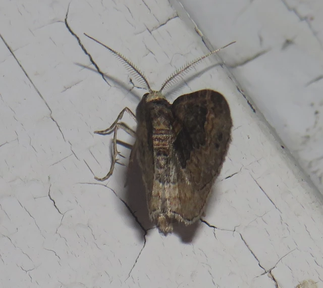 Xanthorhoe ferrugata - kerti tarkaaraszoló