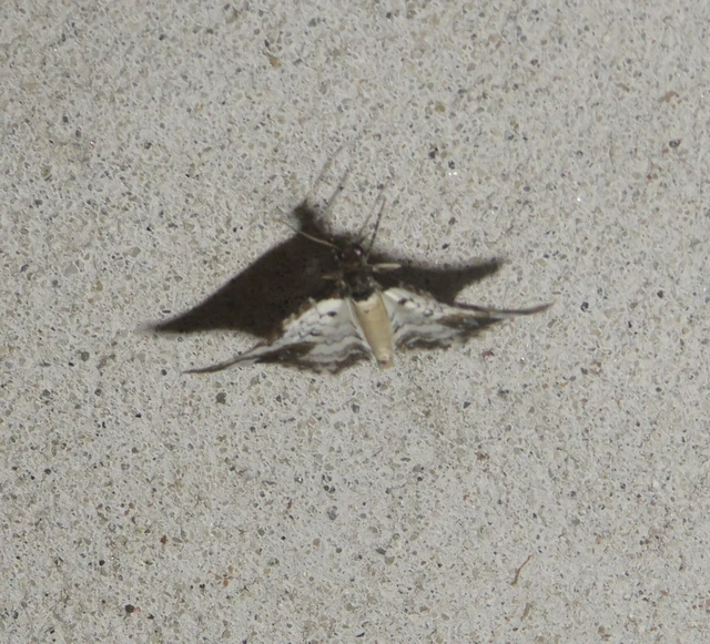 Melanthia procellata - hullámos tarkaaraszoló