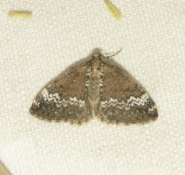 Perizoma alchemillata - árvacsalán-araszoló