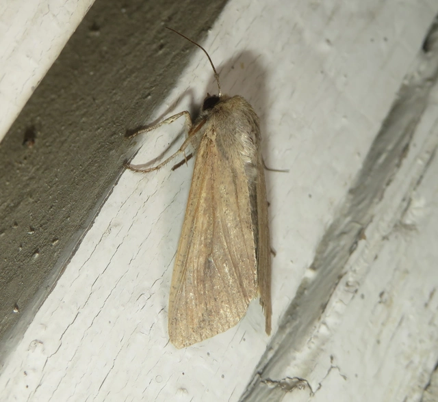 Mythimna unipuncta - hordabagoly