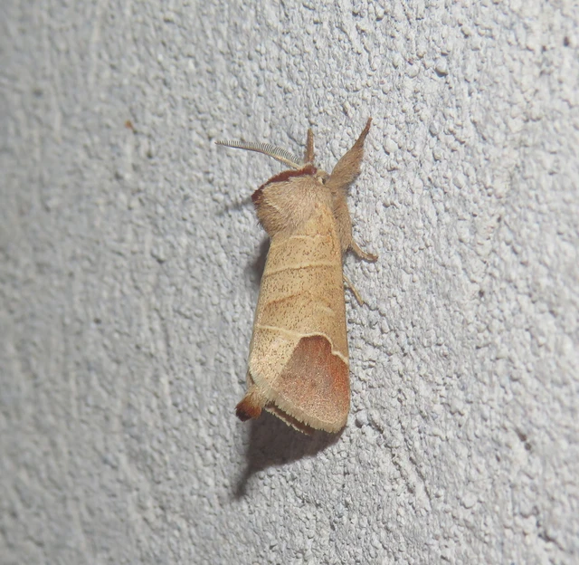 Clostera curtula - rövidszárnyú levélszövő Clostera curtula - rövidszárnyú levélszövő