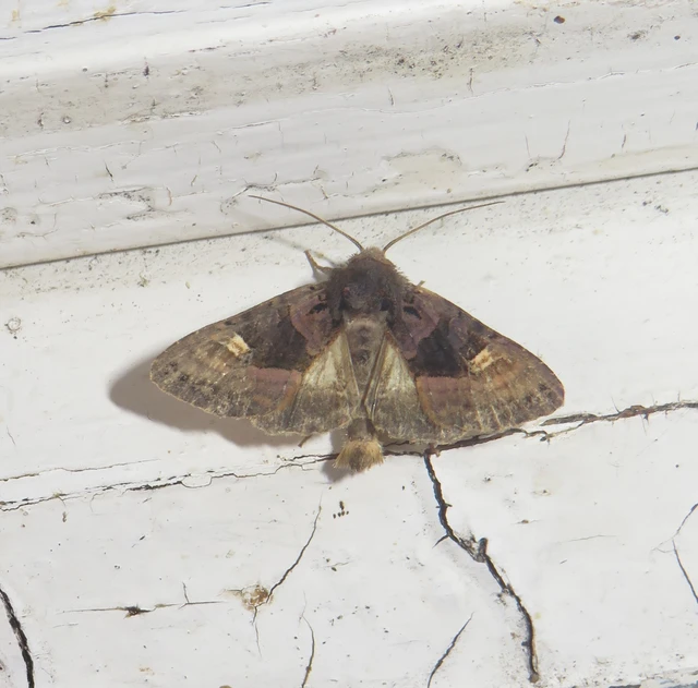 Euplexia lucipara - szeder-csipkésbagoly