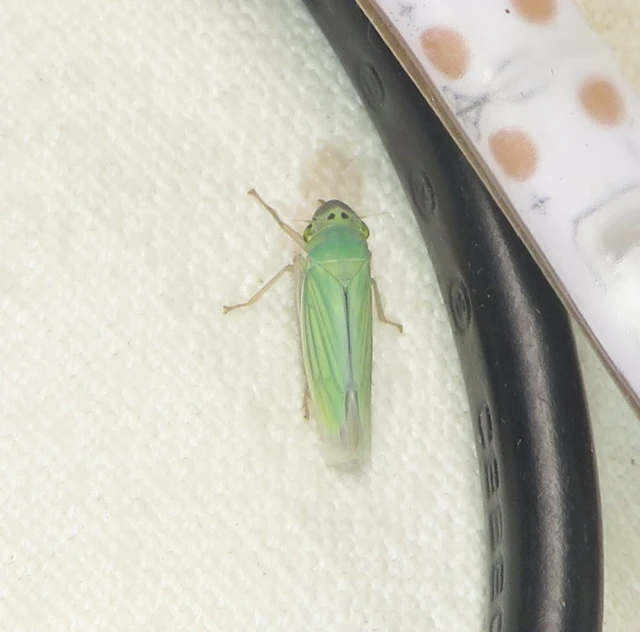 Cicadella viridis - méregzöld kabóca