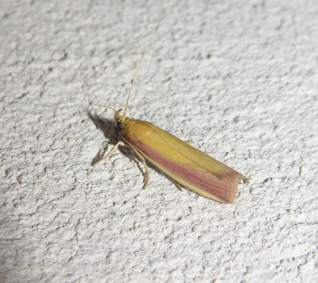 Oncocera semirubella - lucernamoly