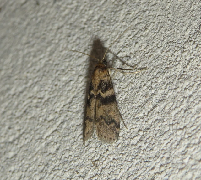 Euzophera pinguis - kőrislakó karcsúmoly