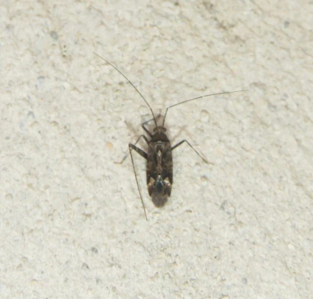 Phytocoris