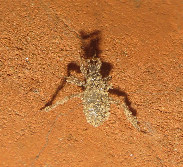 Reduvius personatus - szemetes zugpoloska