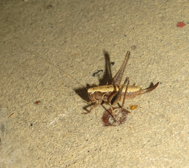 Pholidoptera griseoaptera - szürke avarszöcske