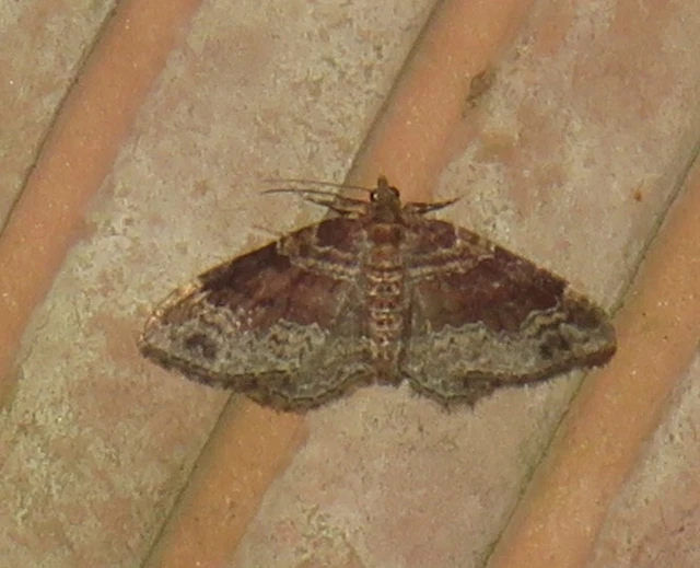 Xanthorhoe ferrugata - kerti tarkaaraszoló