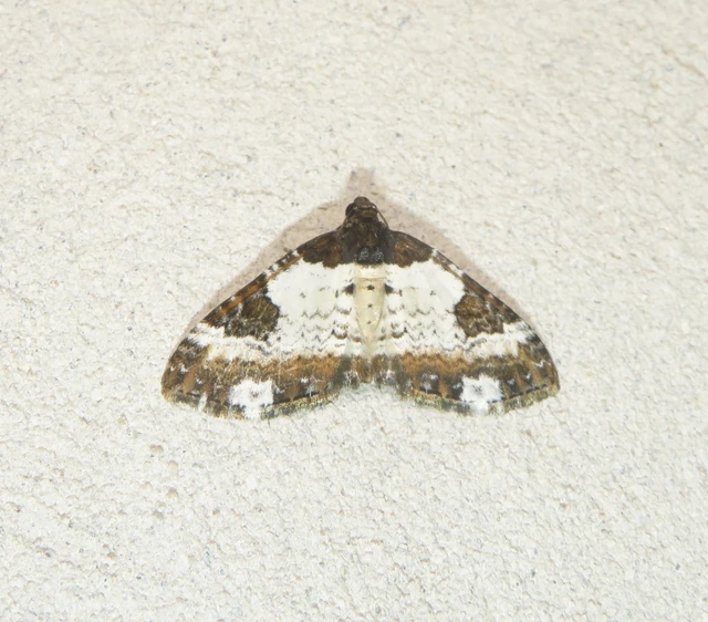 Melanthia procellata - hullámos tarkaaraszoló