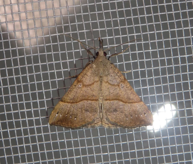 Hypena proboscidalis - ormányos karcsúbagoly
