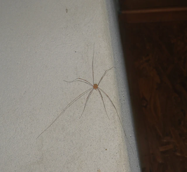 Opiliones - Kaszáspókok