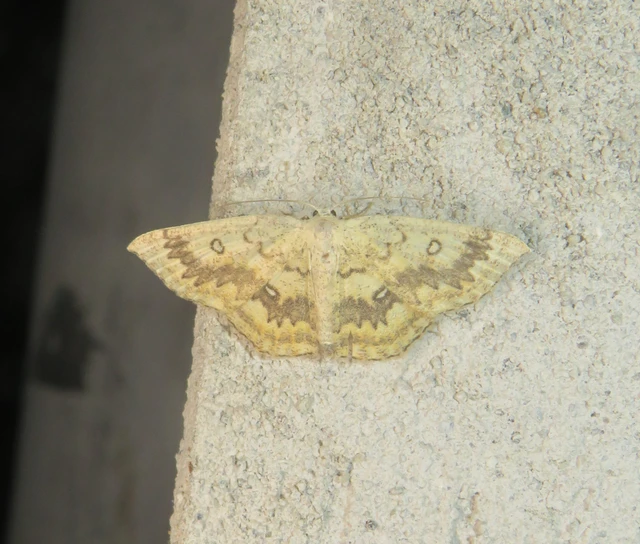 Cyclophora annularia - gyűrűs pettyesaraszoló