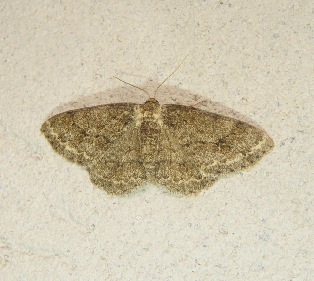 Ectropis crepuscularia - avararaszoló