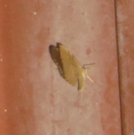 Euchoeca nebulata - barnás égeraraszoló