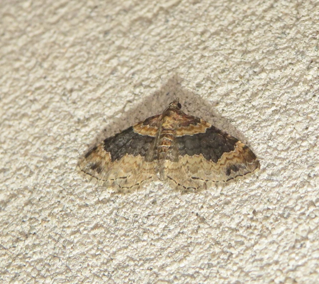 Xanthorhoe ferrugata - kerti tarkaaraszoló