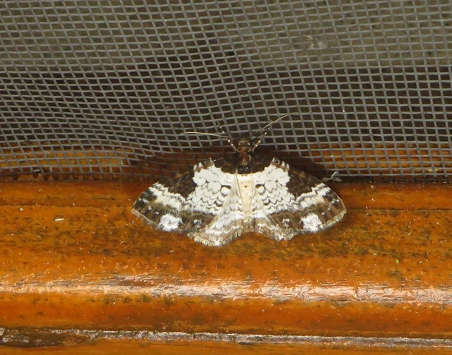 Melanthia procellata - hullámos tarkaaraszoló