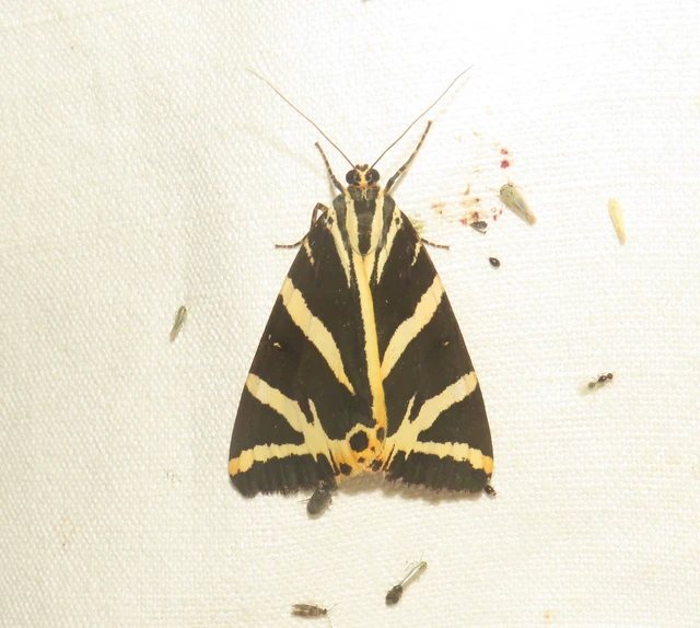 Euplagia quadripunctaria - csíkos medvelepke