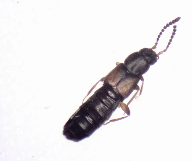 Dinaraea angustula - bibircses penészholyva