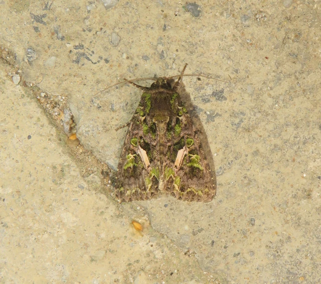 Trachea atriplicis - nyári zöldbagoly