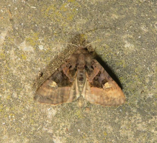 Euplexia lucipara - szeder-csipkésbagoly