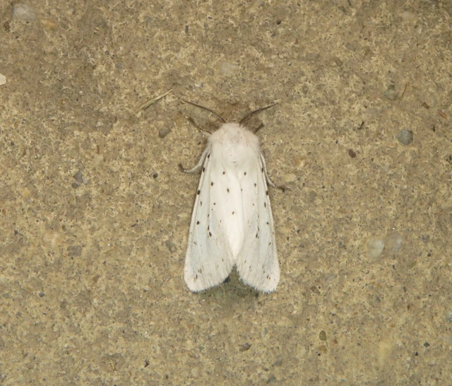 Spilosoma lubricipedum - tejszínű medvelepke