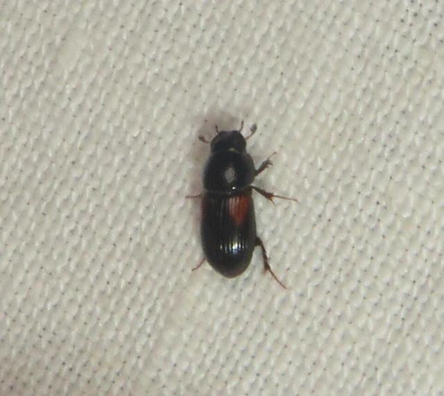 Aphodius varians - változékony trágyabogár