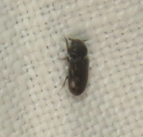Heterocerus fenestratus - foltos iszapbogár