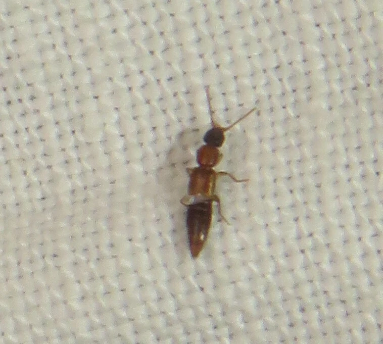 Lithocharis nigriceps - sárgás rétiholyva