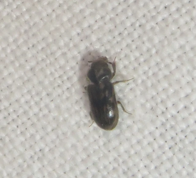 Heterocerus fenestratus - foltos iszapbogár