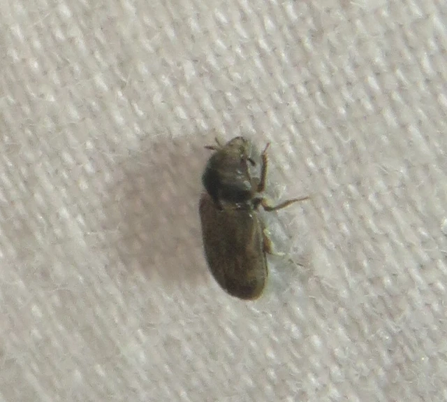 Heterocerus fenestratus - foltos iszapbogár