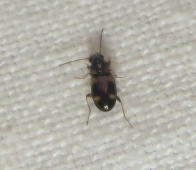 Bembidion quadrimaculatum - négyfoltos gyorsfutó