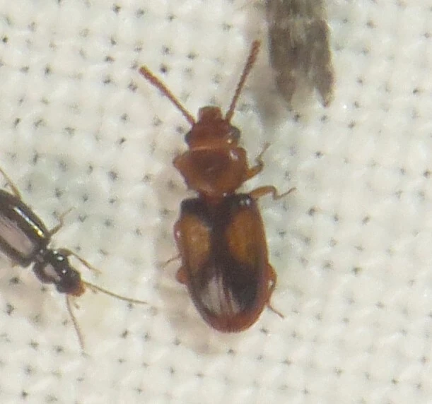 Laemophloeus monilis - nagyfoltú szegélyeslapbogár