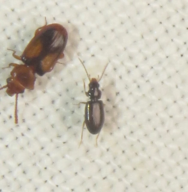 Tachys bistriatus - közönséges martfutó