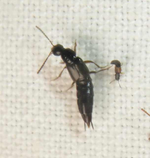Philonthus concinnus - közönséges ganajholyva