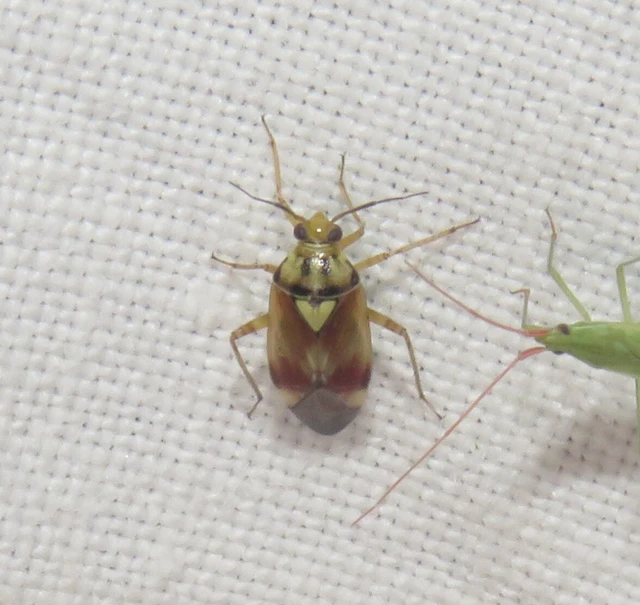Lygus pratensis - változó mezeipoloska