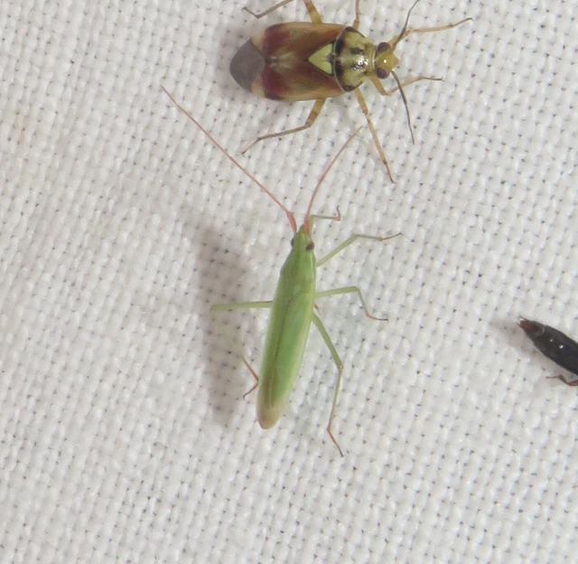 Trigonotylus