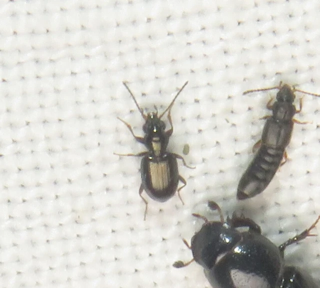 Bembidion