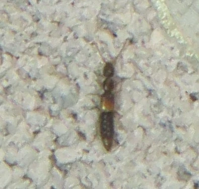 Scopaeus debilis - pusztai turzásholyva