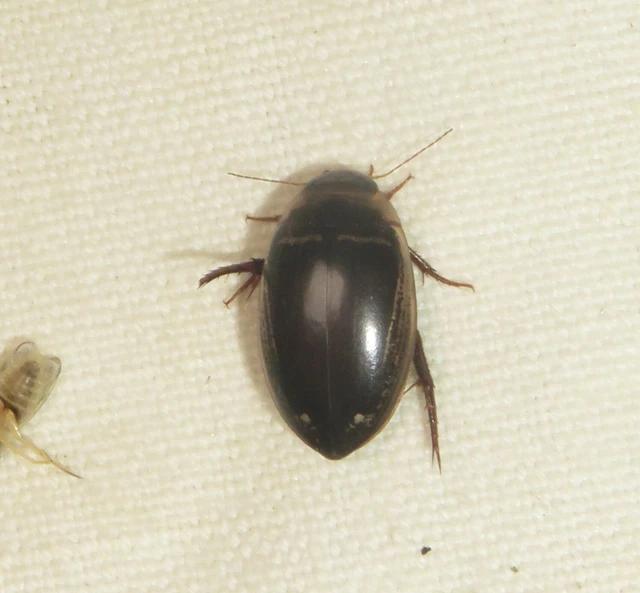 Hydaticus transversalis - harántsávos mocsáricsíkbogár