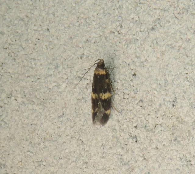 Autostichidae - avarmolyfélék