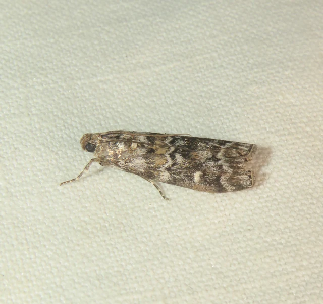Dioryctria