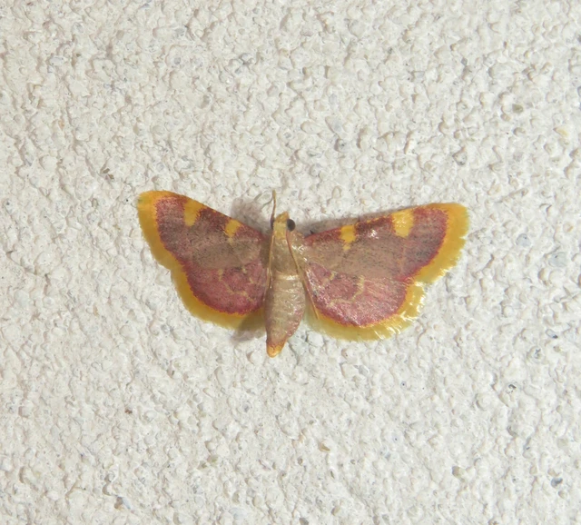 Hypsopygia costalis - szénailonca