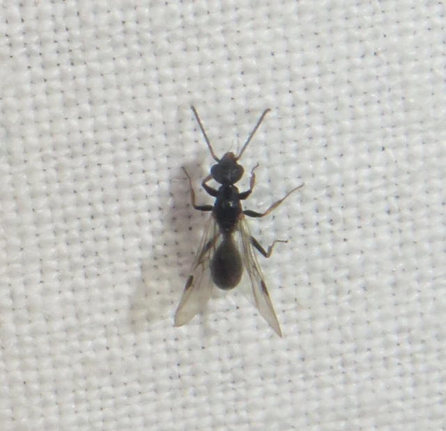 Dolichoderus quadripunctatus - négypettyes erdeihangya