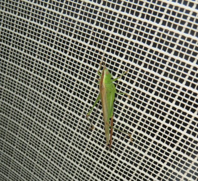 Conocephalus fuscus - kis kúpfejűszöcske