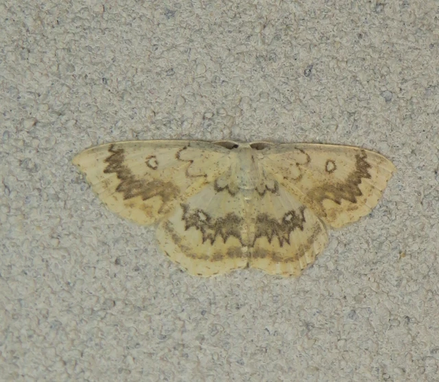 Cyclophora annularia - gyűrűs pettyesaraszoló