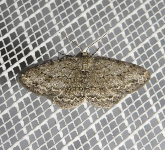 Ectropis crepuscularia - avararaszoló