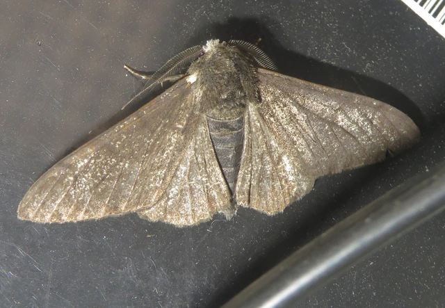 Biston betularia - szürkepettyes araszoló
